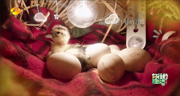 向往的生活鸭蛋孵出小鸭子被指是买来的 为了做节目效果